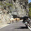 Motorcycling Romania, Touring, Bacau, Transalpina, Southeastern Europe